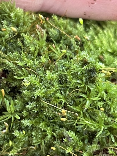 Taxiphyllum deplanatum, 2026-09-14
