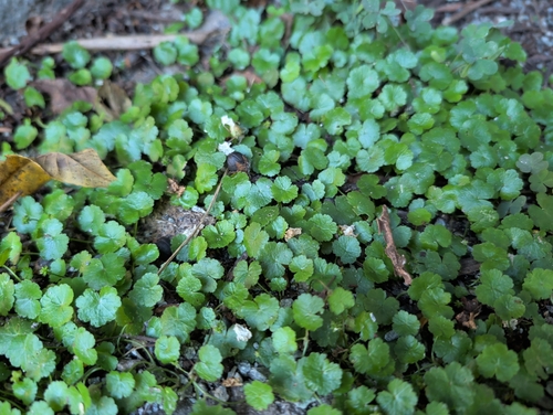Hydrocotyle sibthorpioides