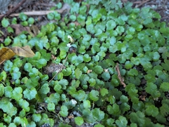 Hydrocotyle sibthorpioides