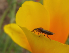 Dilophus occipitalis