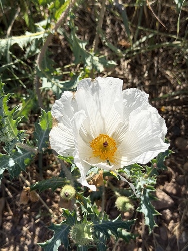 Argemone pleiacantha, photograph 1