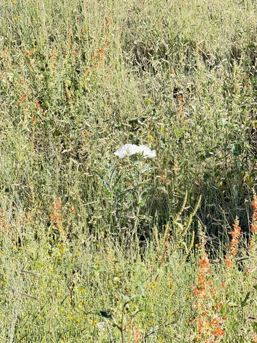 Argemone pleiacantha, photograph 2