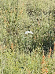 (c) Alex Doyle, some rights reserved (CC BY) Argemone pleiacantha, photograph (c) Alex Doyle, some rights reserved (CC BY)