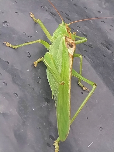 Great Green Bush-cricket