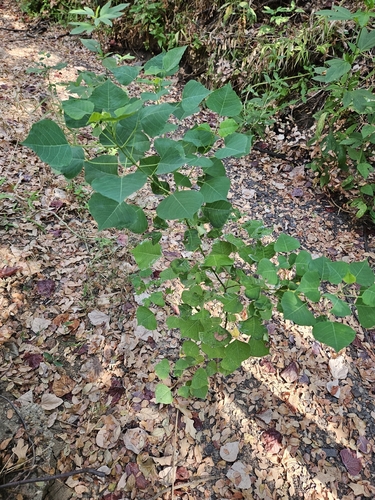 Chinese Tallow