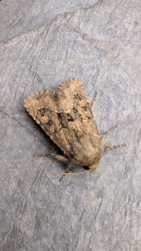 Flounced Rustic