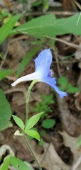 Delphinium alabamicum