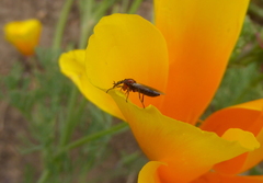 Dilophus occipitalis