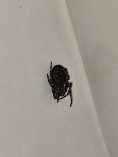 Walnut Orbweaver