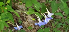 Delphinium alabamicum