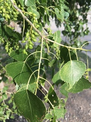 Populus mexicana
