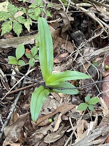 Habenaria floribunda, photograph 3