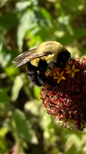 Common Eastern Bumble Bee