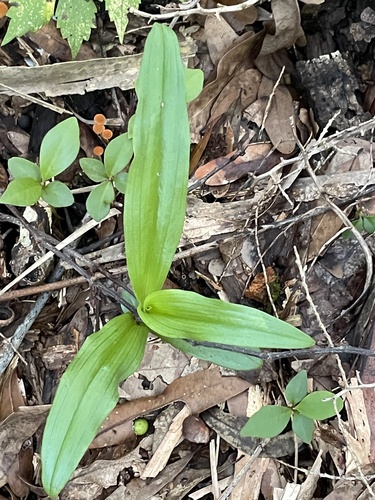 Habenaria floribunda, photograph 4