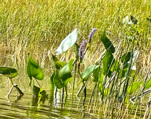 pickerelweed