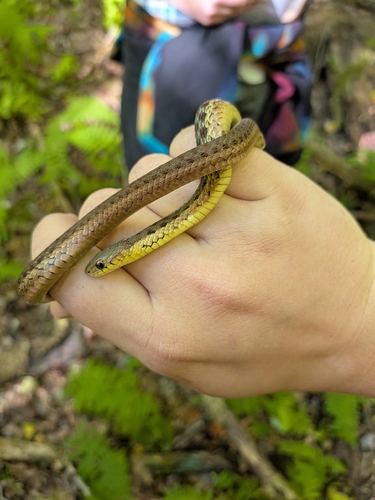 Common Garter Snake