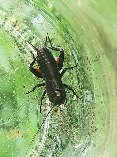 European Field Cricket