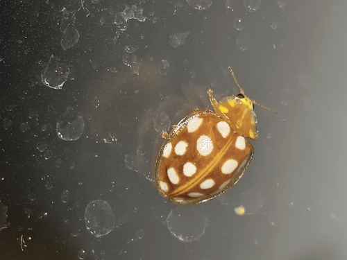 Orange Ladybird