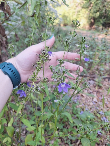 tall bellflower
