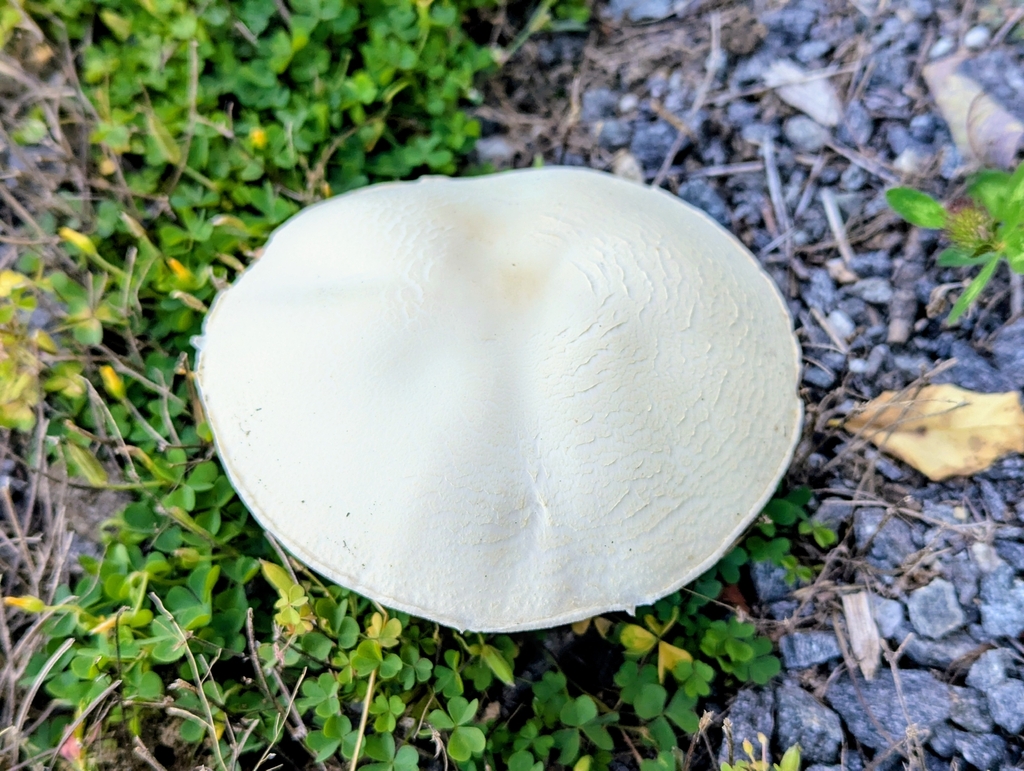 White Dapperling · September 2026 · photo: Photo: (c) JCorven, some rights reserved (CC BY) · iNaturalist
