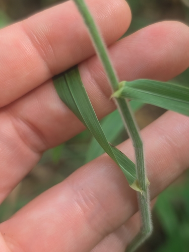 broad-glumed brome