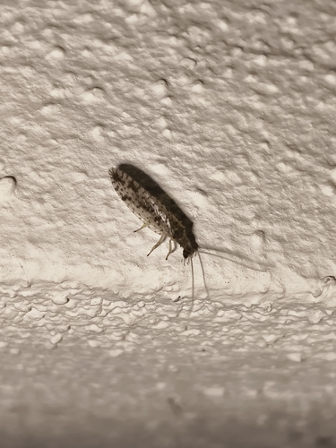 Variegated Brown Lacewing
