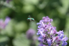 Hoplitis fulgida fulgida