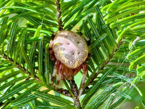 Marbled Orbweaver