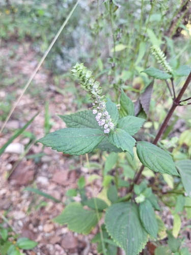 beefsteak plant