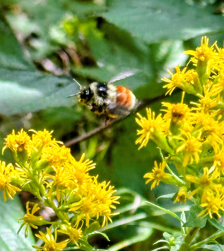 Tricolored Bumble Bee
