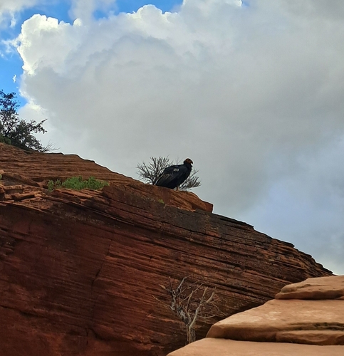 California Condor observed by mwhitney