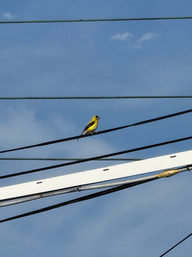 American Goldfinch