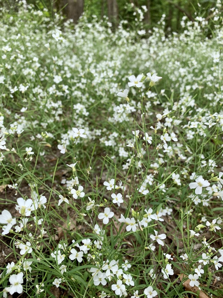 Lyreleaf Rockcress from Lothian, MD, US on May 17, 2020 at 03:10 PM by ...