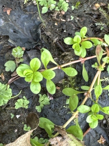 Water-purslane
