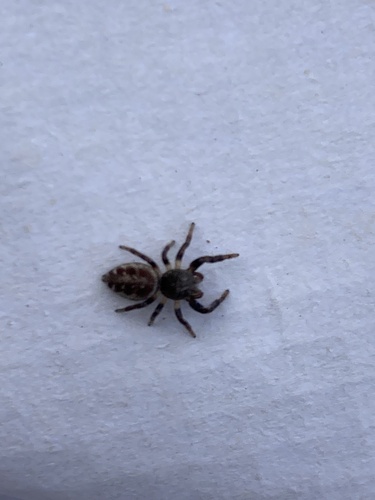 Bronze Jumping Spider