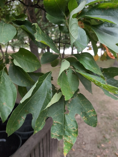 sassafras