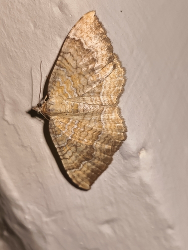 Yellow Shell Moth