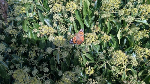 Painted Lady