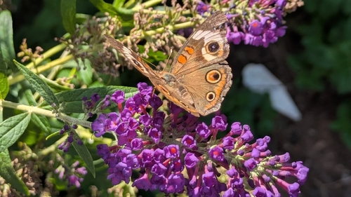 Common Buckeye