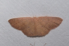 Cosymbiini