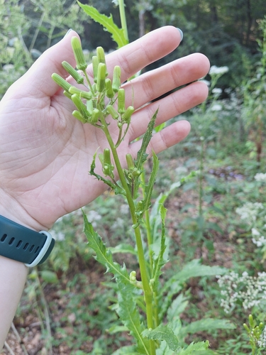 American burnweed