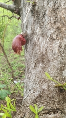 Crescentia alata, photograph (c) Xavier Alejandro Caratachea Navarro, some rights reserved (CC BY)