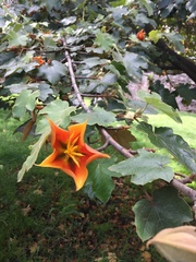 Chiranthodendreae
