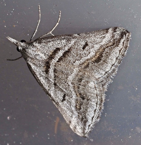 Signed Heath Moth
