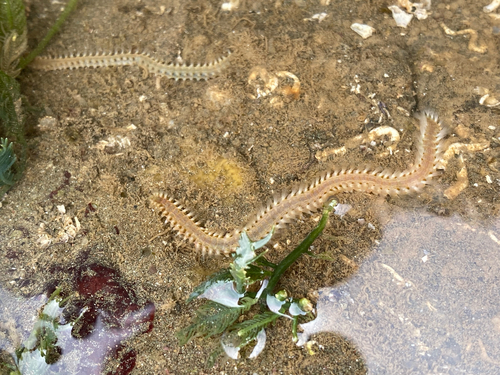 Eurythoe complanata observed 2026-09-13