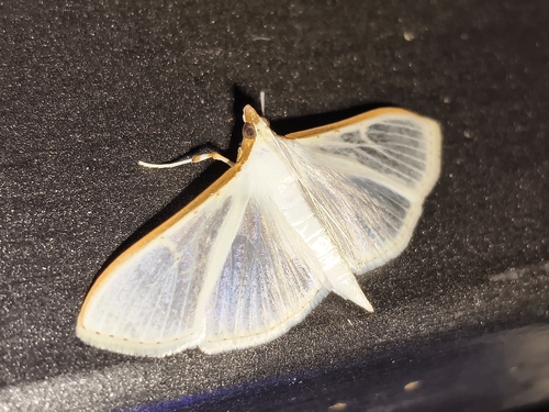Jasmine Moth