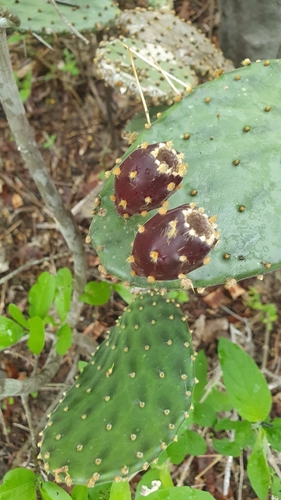 Opuntia decumbens