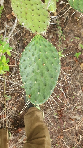 Opuntia decumbens, photograph 2