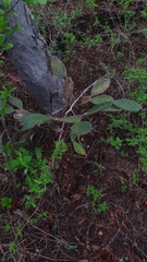 Opuntia decumbens, photograph (c) Xavier Alejandro Caratachea Navarro, some rights reserved (CC BY)