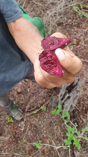 Opuntia decumbens, photograph 4